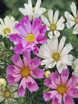 COSMOS bipinnatus Sea Shell Mix